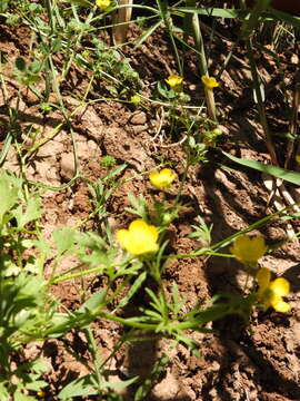 Image of Ranunculus cornutus var. scandicinus (Boiss.) Ziffer-Berger & Leschner