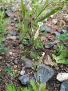 Imagem de Silene noctiflora L.