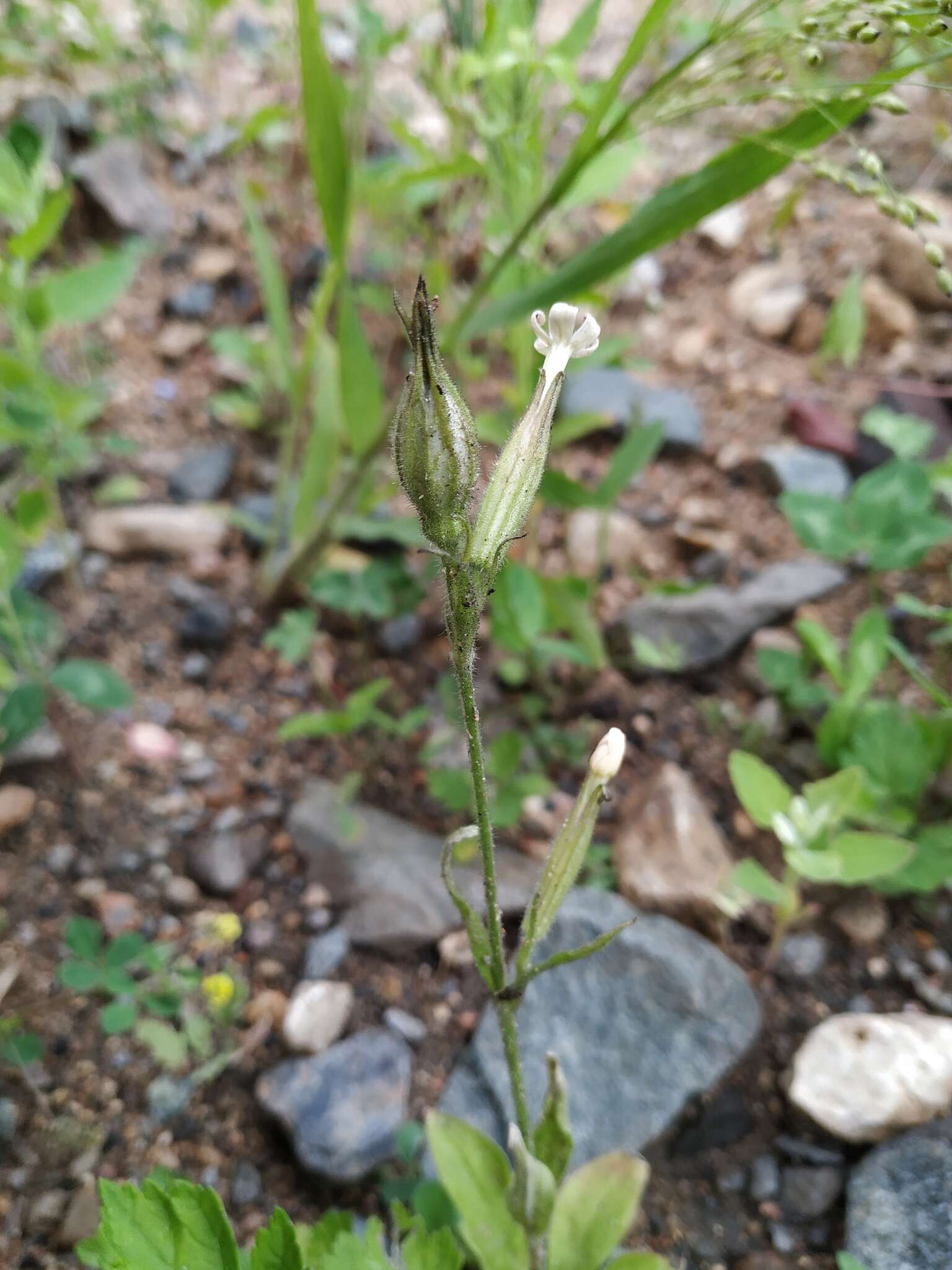 Image of night-flowering campion