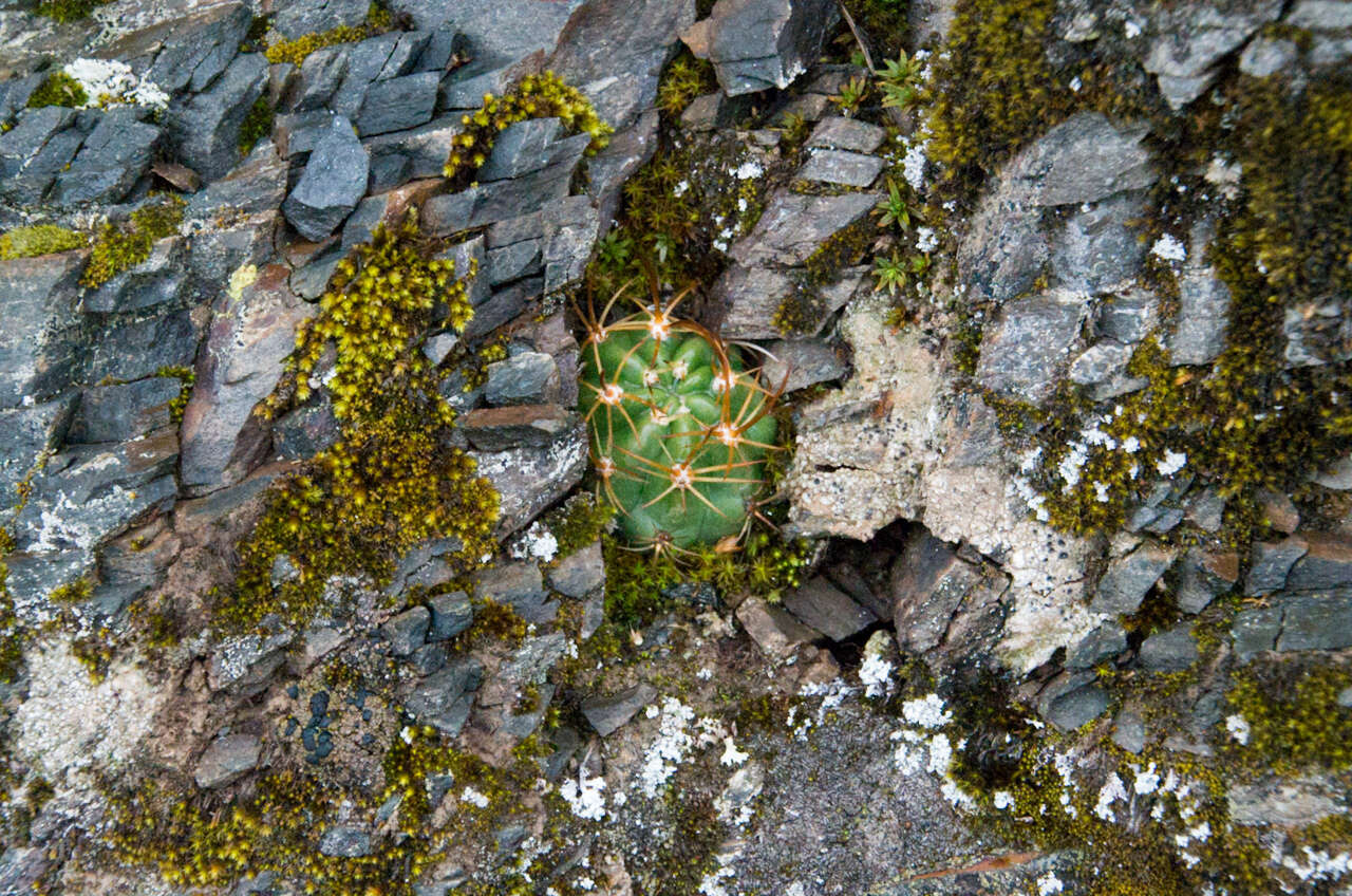 Lobivia maximiliana subsp. caespitosa的圖片