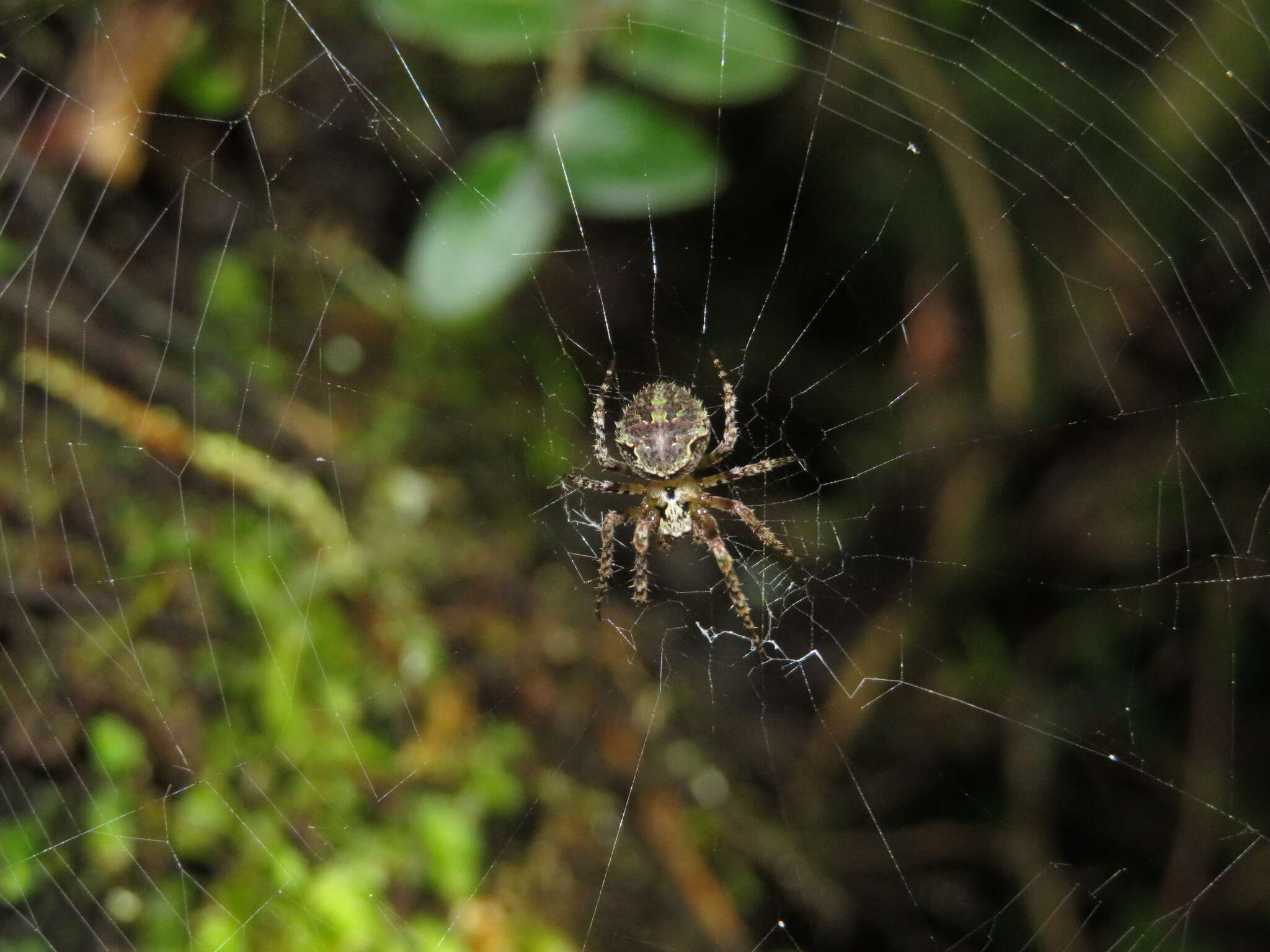 صورة Cryptaranea atrihastula (Urquhart 1891)