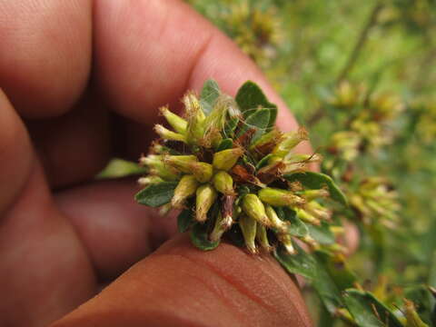 Imagem de Baccharis tridentata Vahl