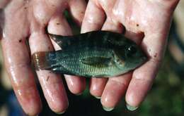 Image of Cichlasoma amazonarum Kullander 1983