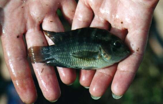 Cichlasoma amazonarum Kullander 1983 resmi