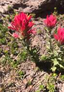 Image of Henry Indian paintbrush