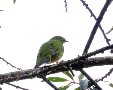 Image of Band-tailed Fruiteater