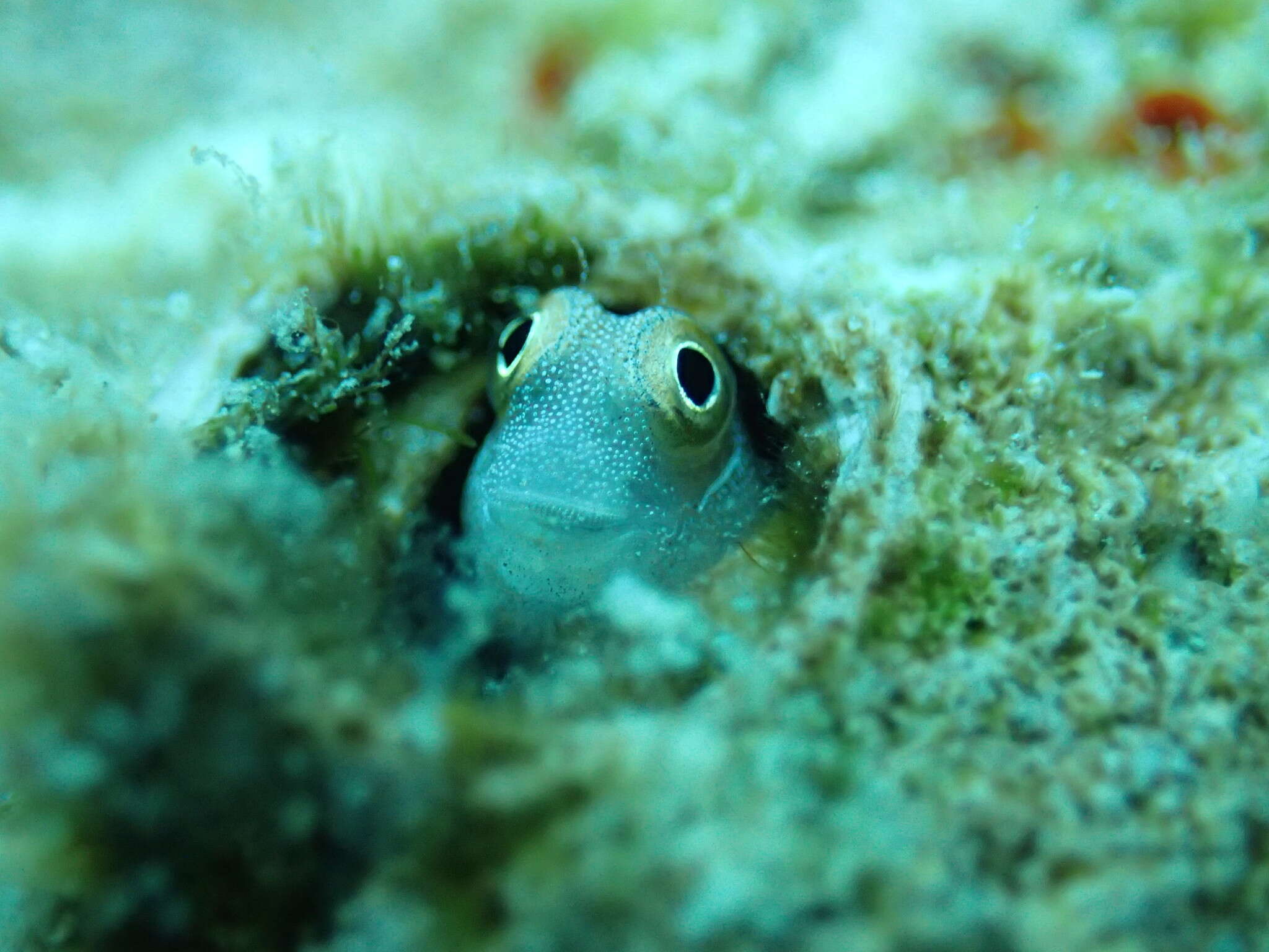 Image de Alloblennius