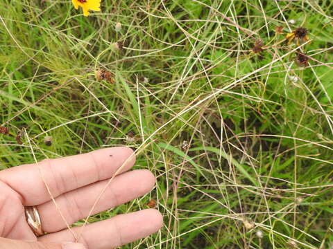 Image de Muhlenbergia paniculata (Nutt.) P. M. Peterson