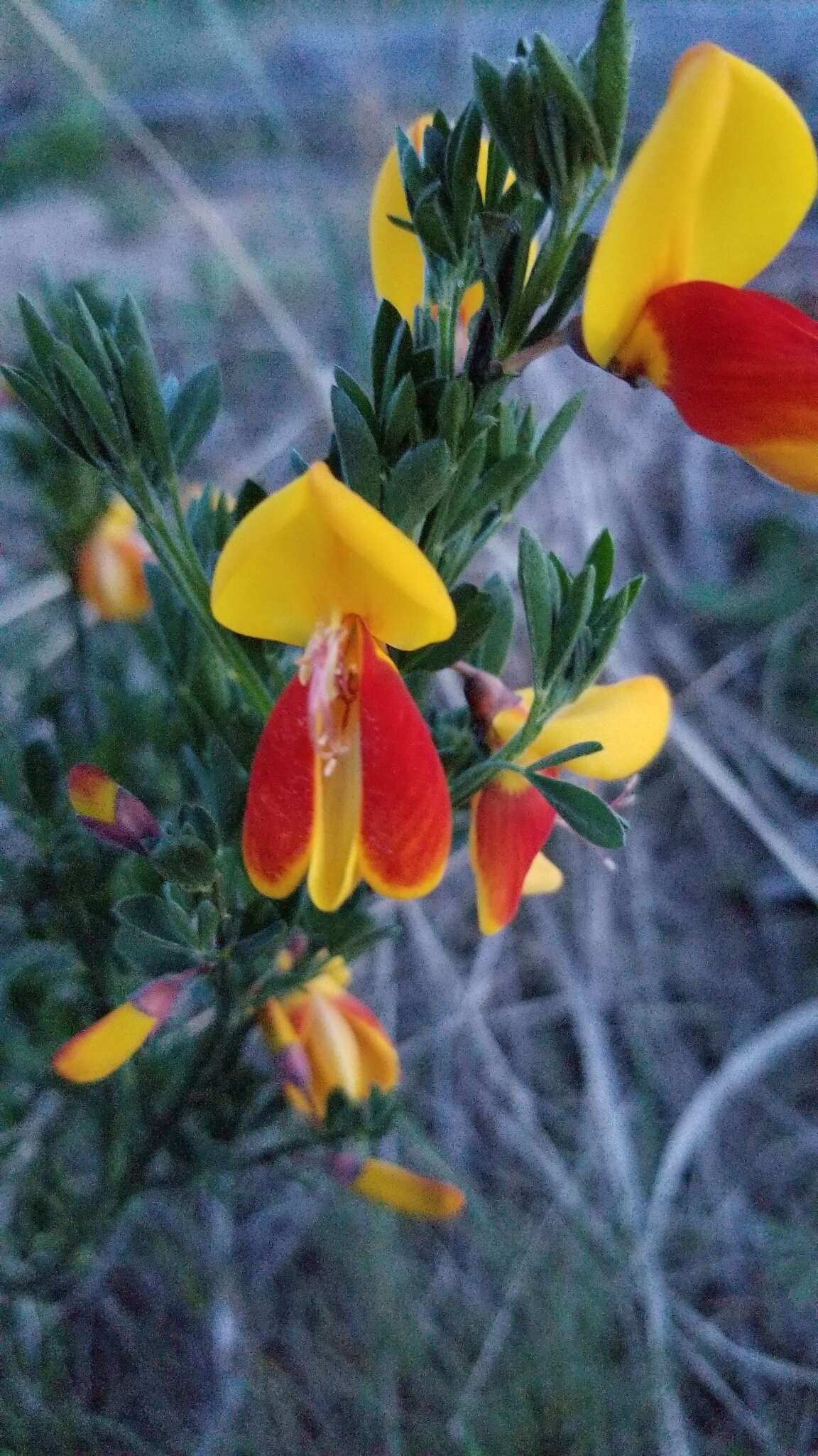 Image of Scotch broom