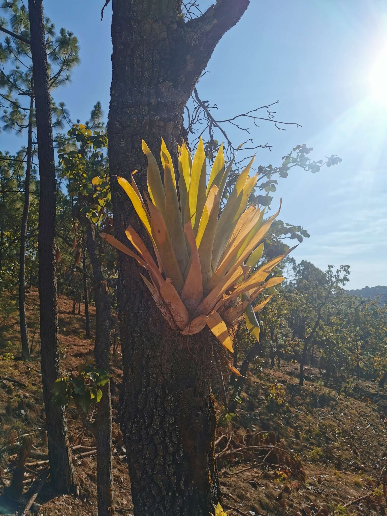 Image of Catopsis paniculata É. Morren