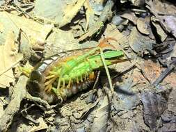 Image of Scolopendra hermosa Chamberlin 1941