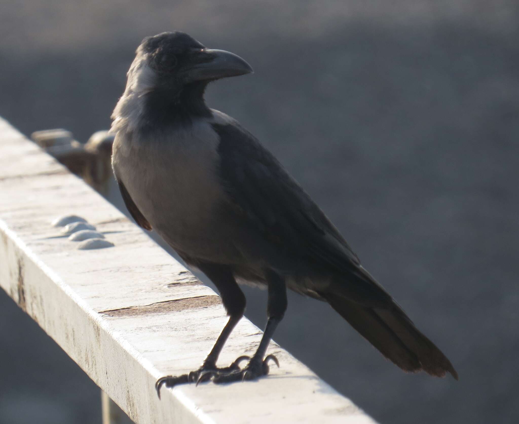 Imagem de Corvus splendens Vieillot 1817