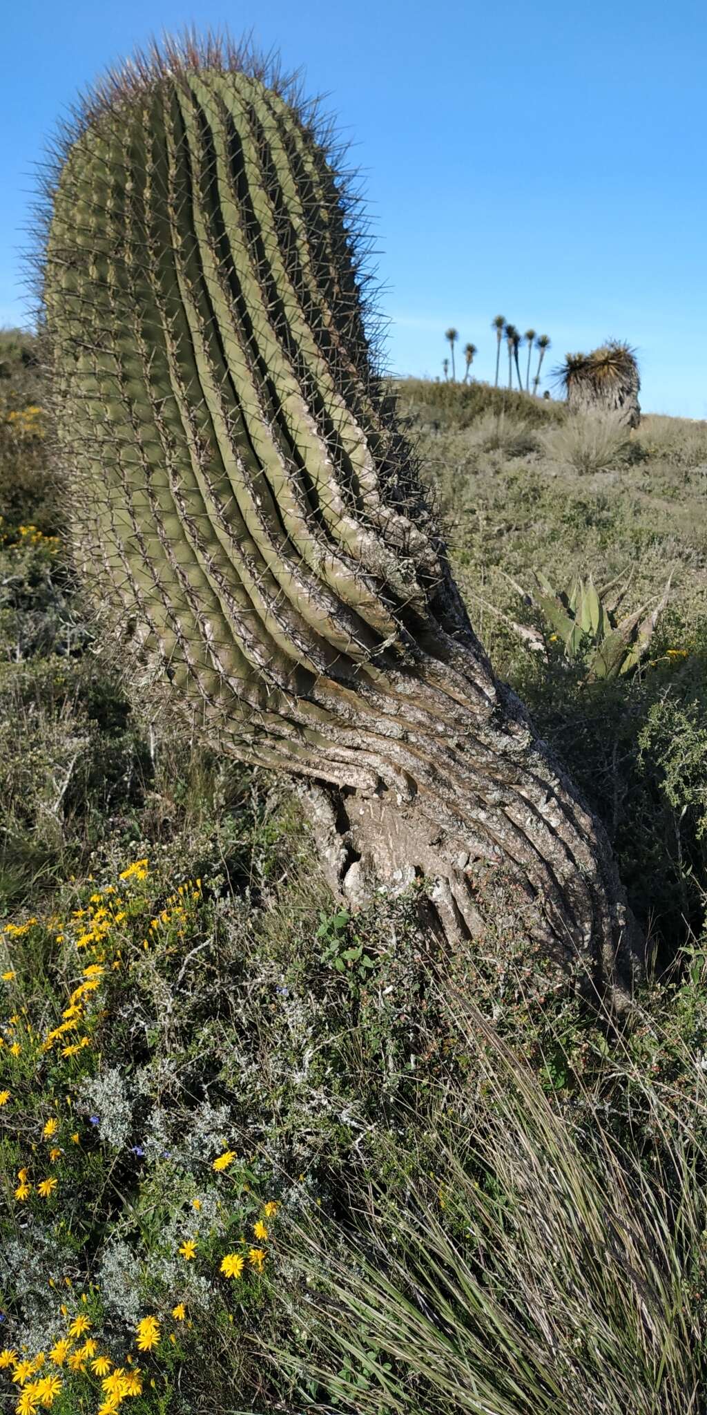 Image of Ferocactus haematacanthus (Muehlenpf.) Britton & Rose