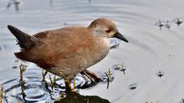 Image of Spotless Crake