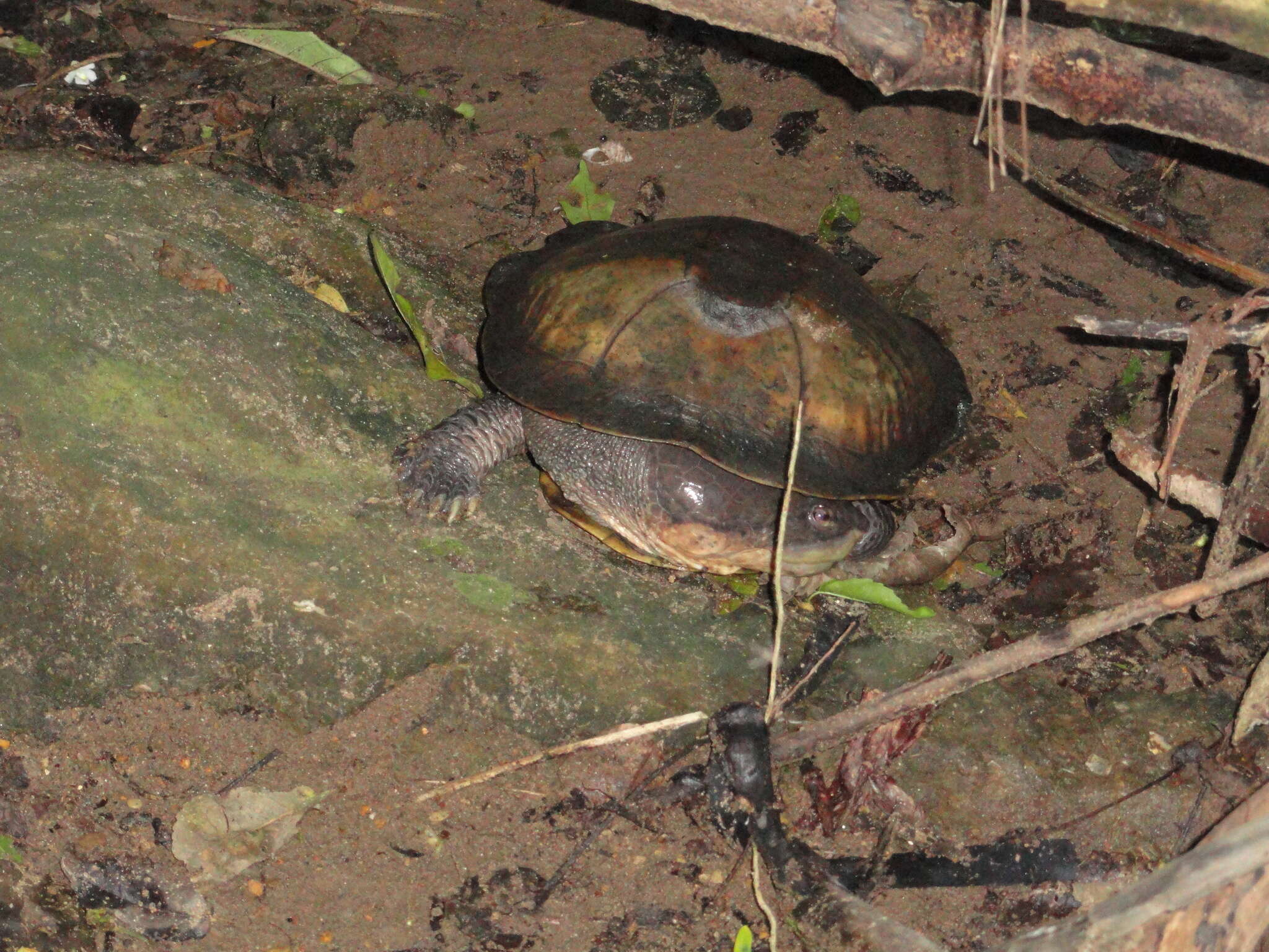 Image of Dahl’s Toadhead Turtle