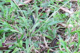 Image of Banded Keelback