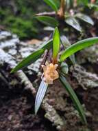 Image of Maxillaria uncata Lindl.