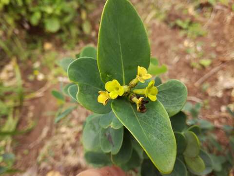 Image of Wikstroemia retusa A. Gray