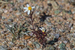 Image of Sonoran pricklyleaf