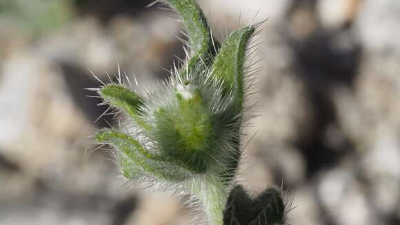 Simpsonanthus jonesii (A. Gray) Guilliams, Hasenstab & B. G. Baldwin的圖片