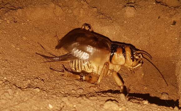 Image of Brachytrupes membranaceus (Drury 1770)