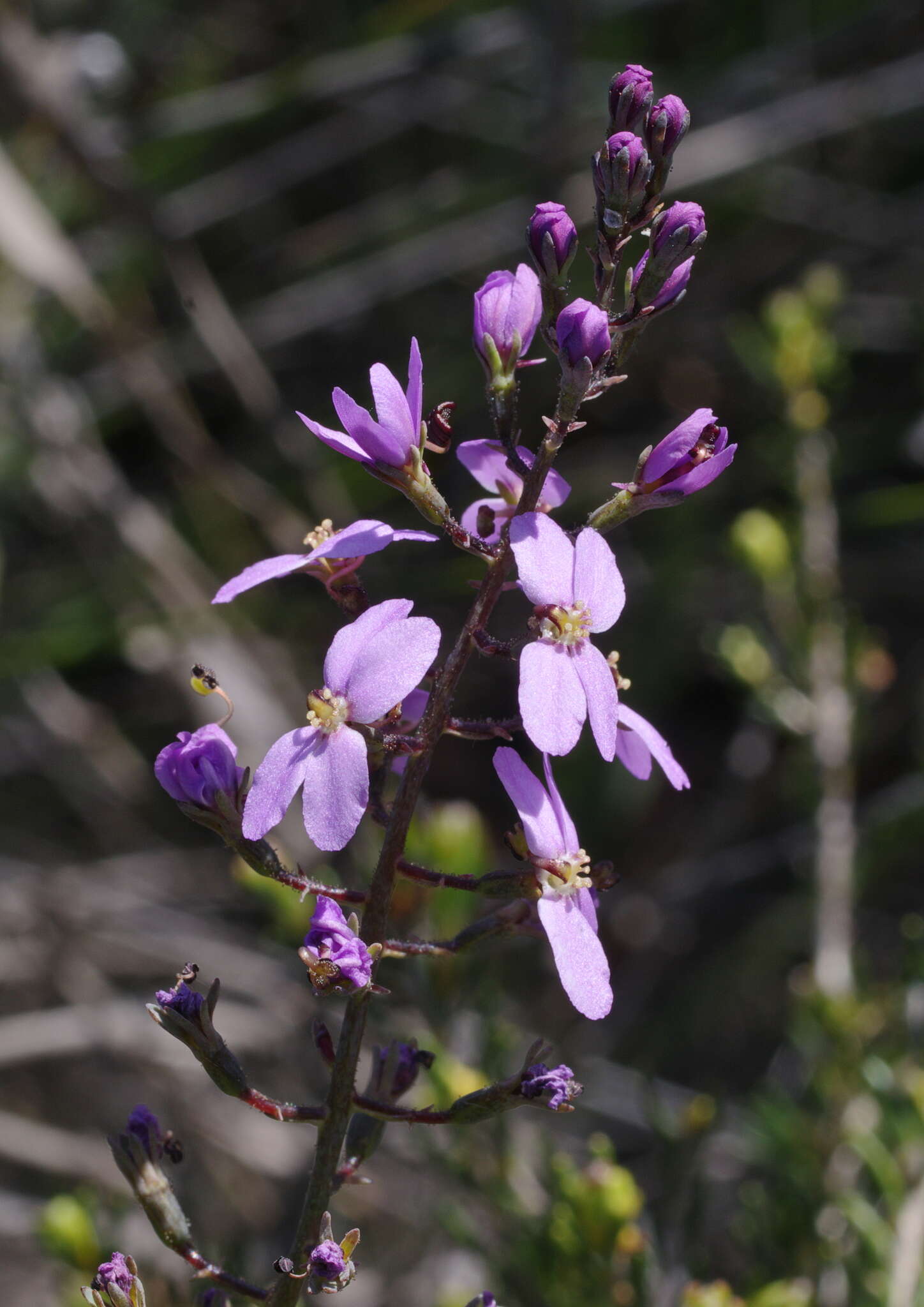 Image of Stylidium maitlandianum E. Pritz.