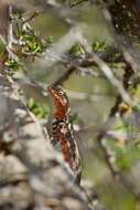 Image of Common Sagebrush Lizard