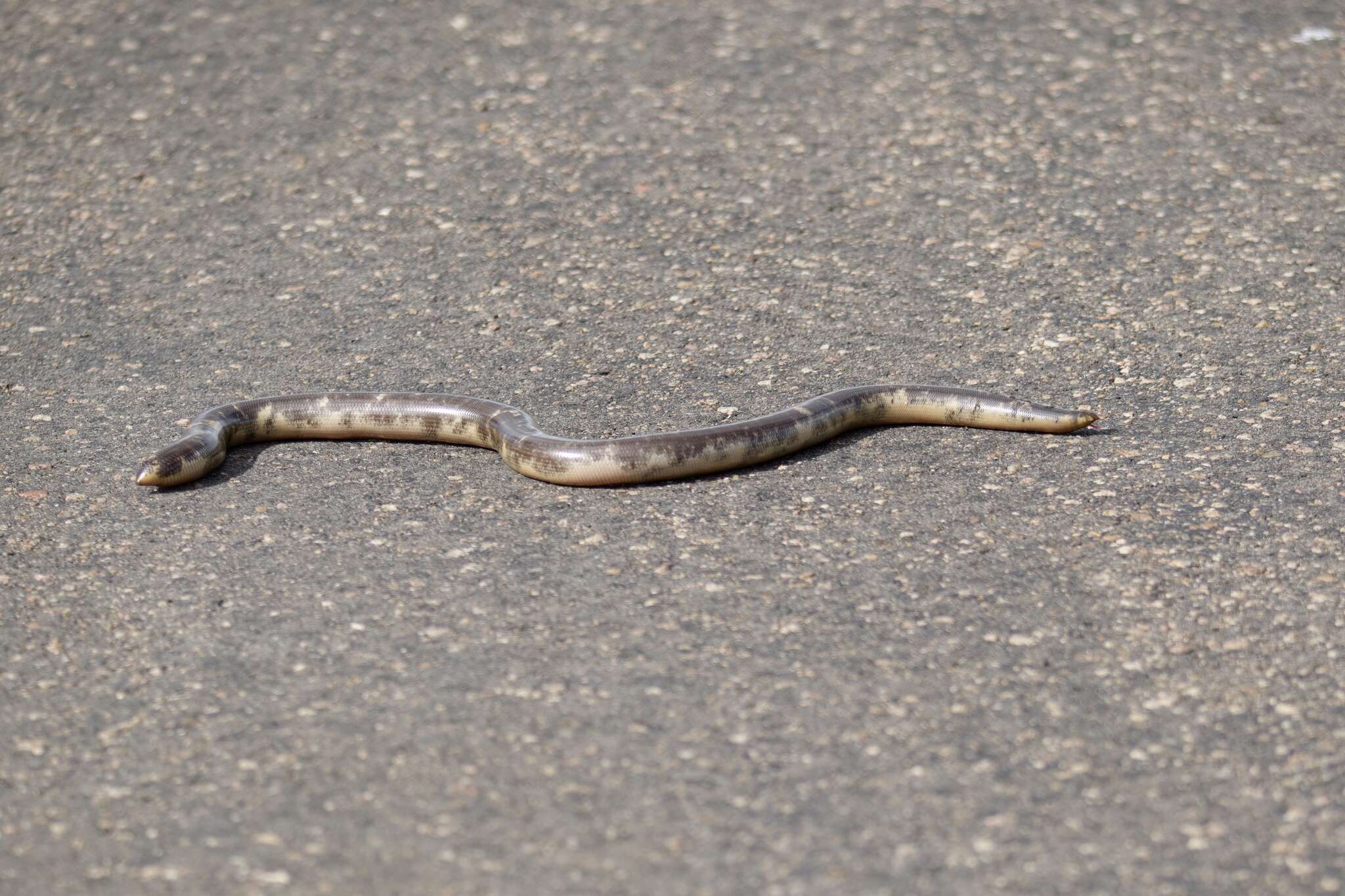 Image of Afrotyphlops Broadley & Wallach 2009