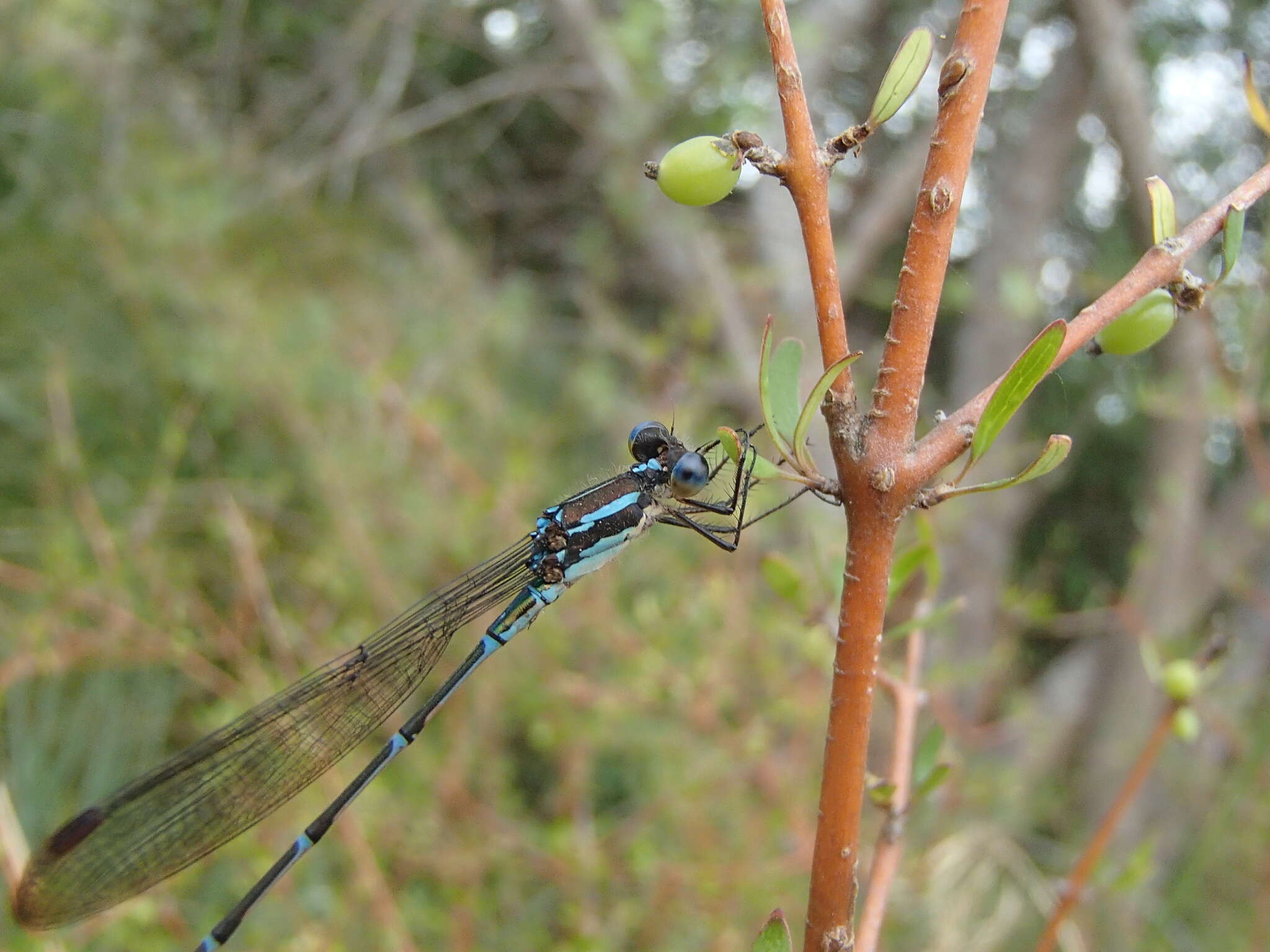 Image of Blue Damselfly