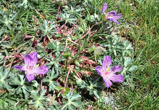 Image of Geranium subargenteum Lange ex Willk. & Lange