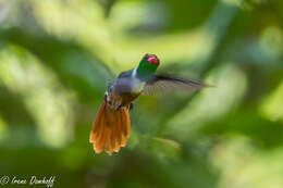 Lophornis adorabilis Salvin 1870 resmi