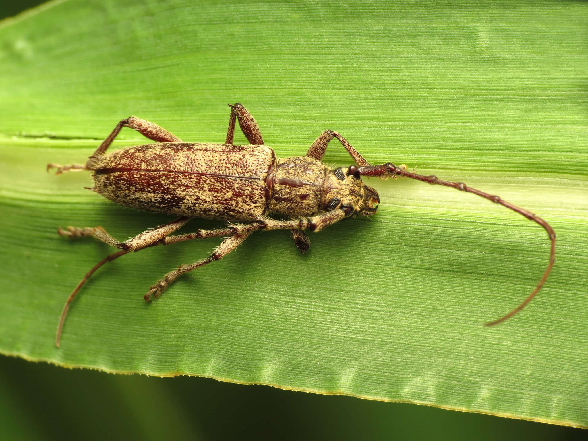 Image of Spined Oak Borer