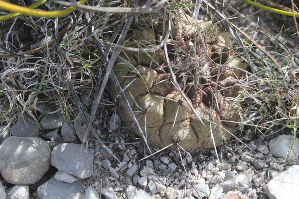 Image of Thelocactus rinconensis subsp. multicephalus