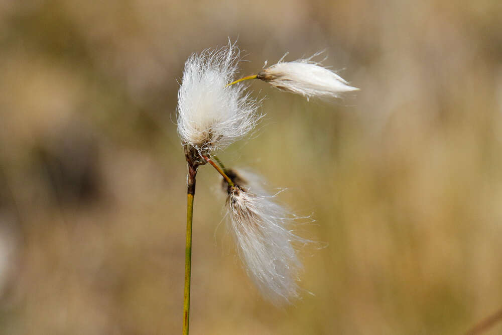 Image of slender cottongrass