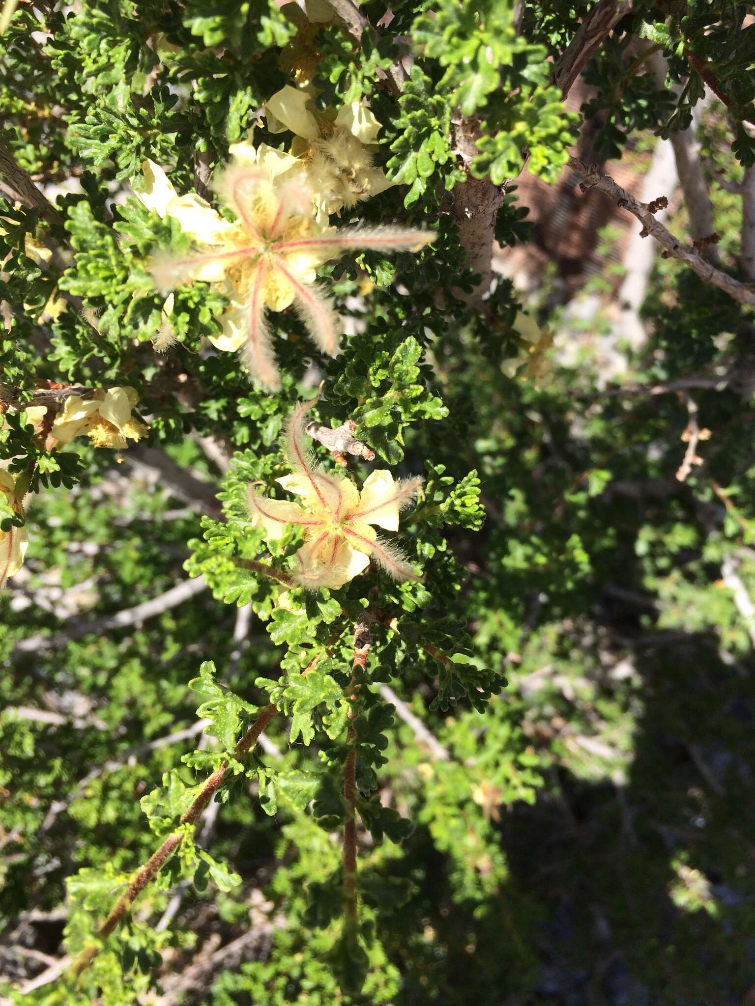 Plancia ëd Purshia stansburiana (Torr.) J. Henrickson