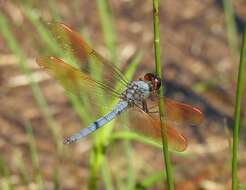 Image de Libellula jesseana Williamson 1922