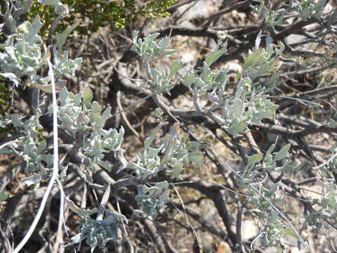 Image of guayule