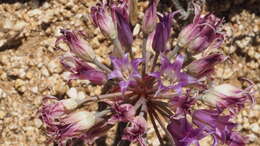 Image of fringed onion