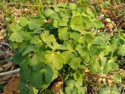 Image of Aquilegia oxysepala Trautv. & C. A. Mey.