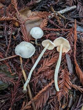 Image of Entoloma adnatifolium (Murrill) Blanco-Dios 2015