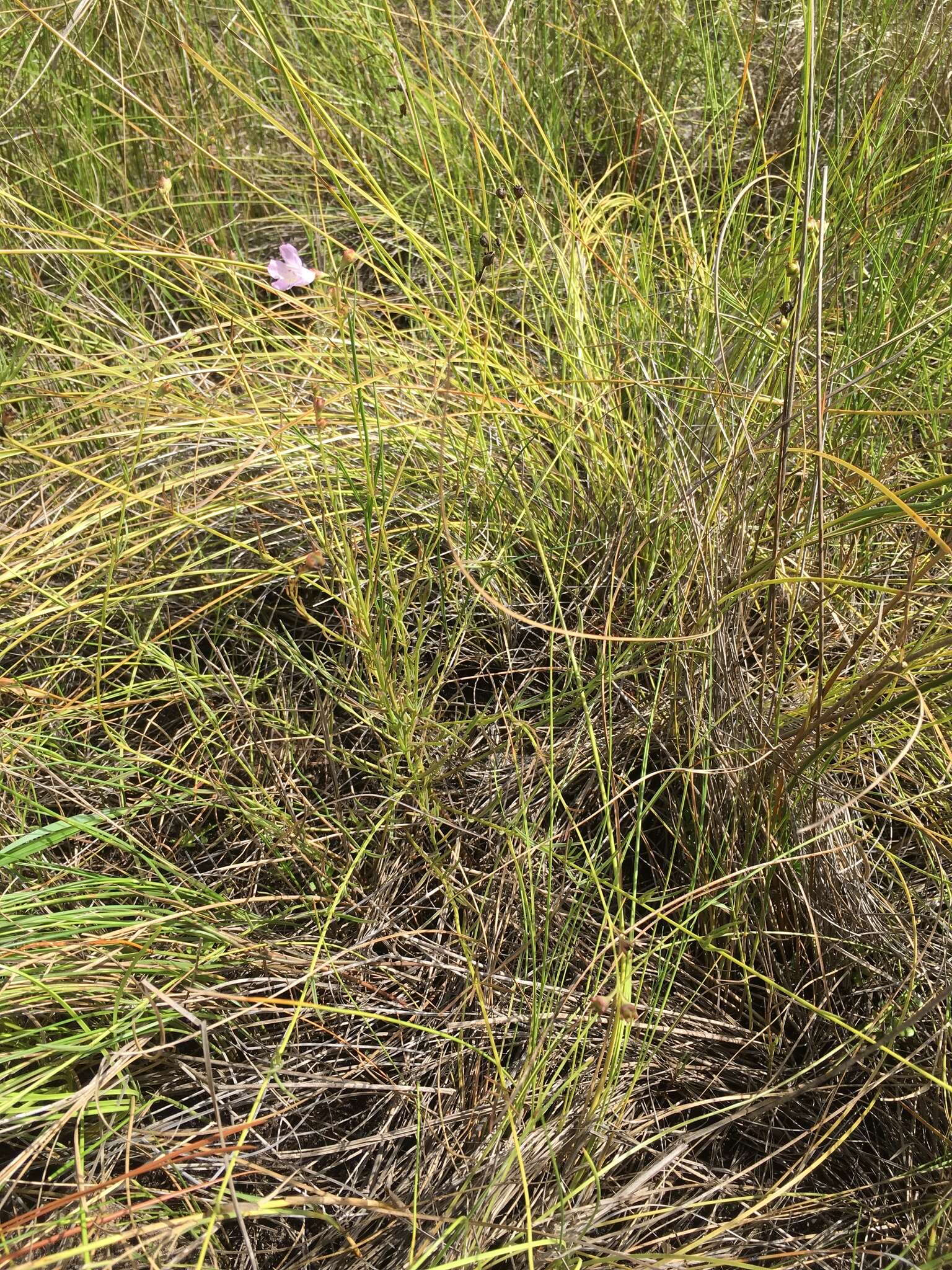 Image of saltmarsh false foxglove