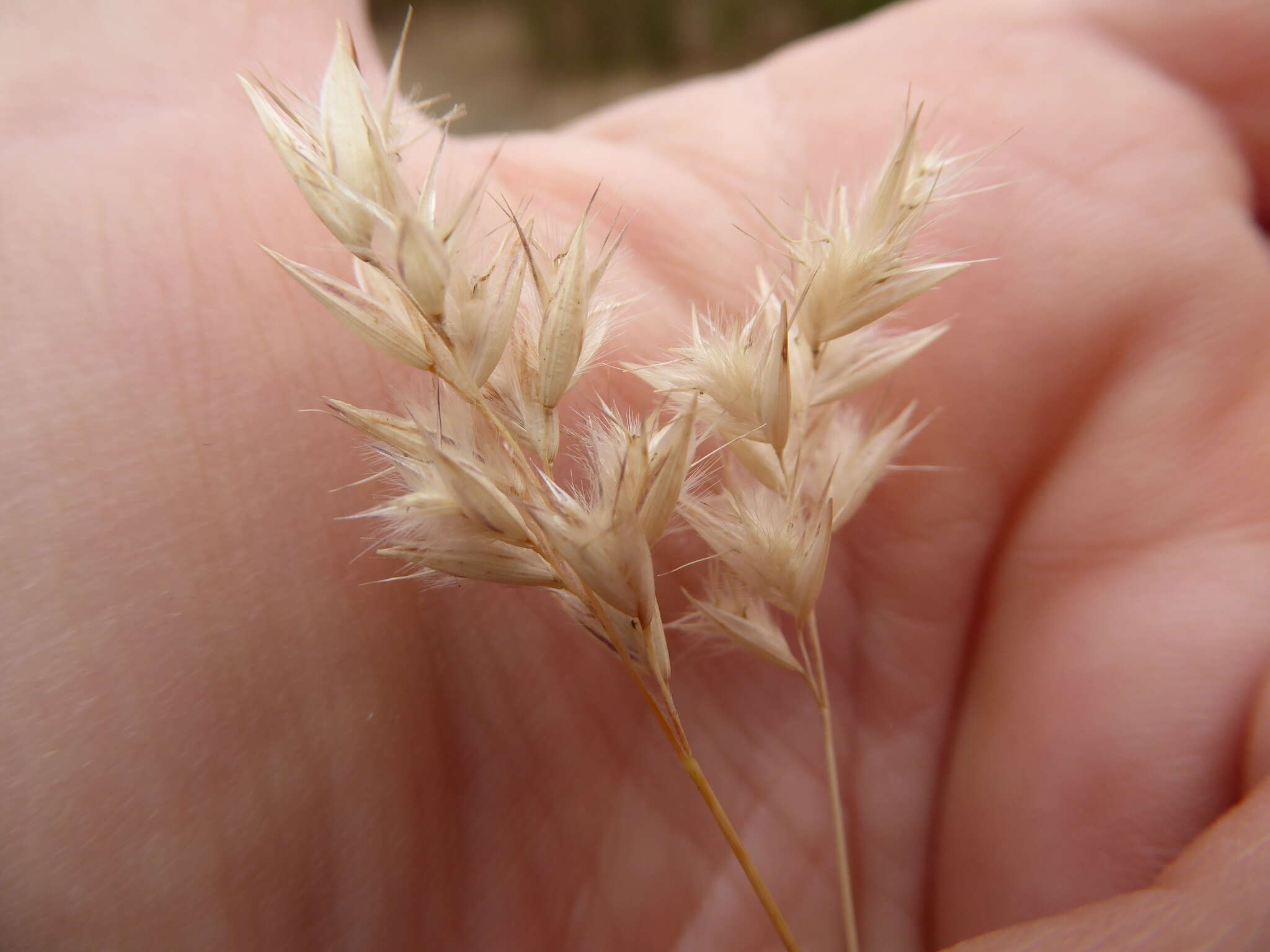 Plancia ëd Rytidosperma geniculatum (J. M. Black) Connor & Edgar