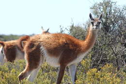 Image de guanaco