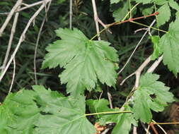 Image of Rocky Mountain maple