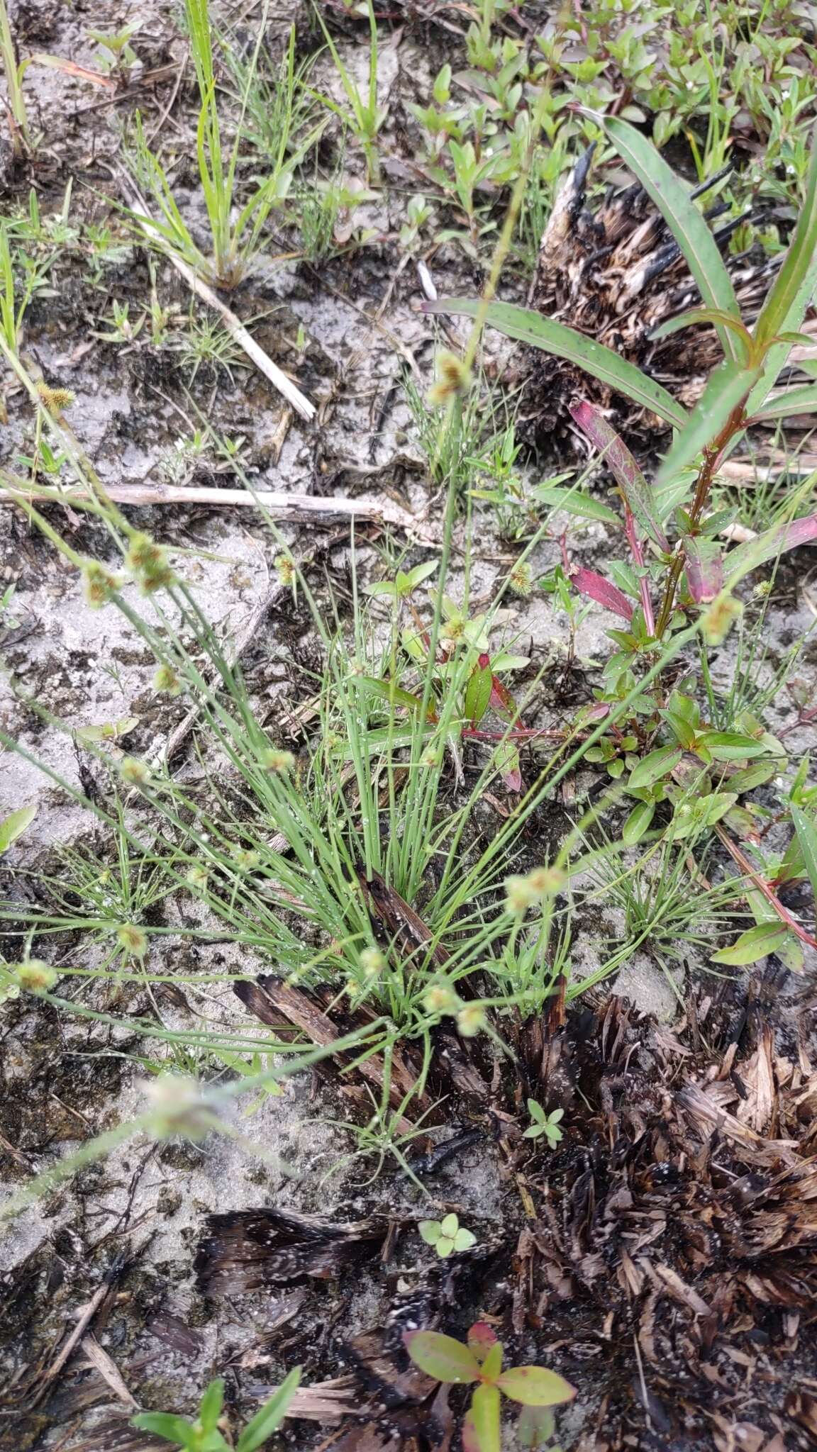 Image of Cyperus neochinensis (Tang & F. T. Wang) Bauters