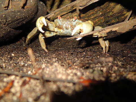 Image of Geograpsus Stimpson 1858