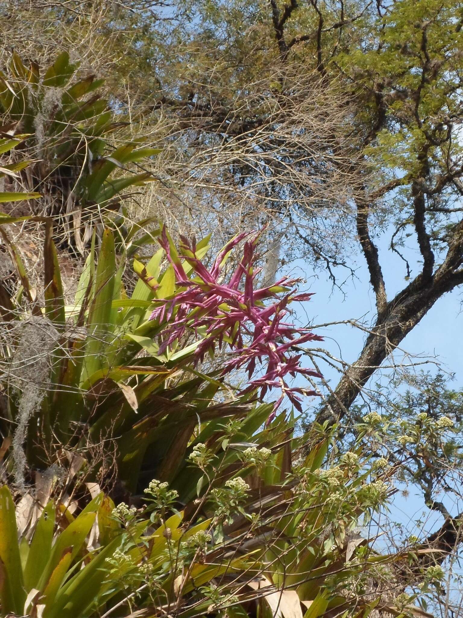 Imagem de Tillandsia australis Mez