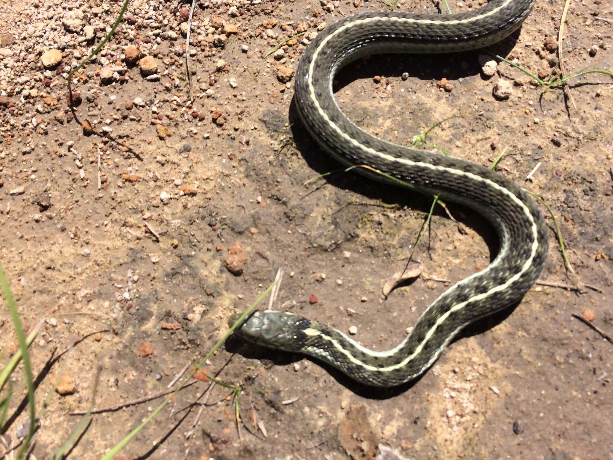 Image of Thamnophis errans H. M. Smith 1942