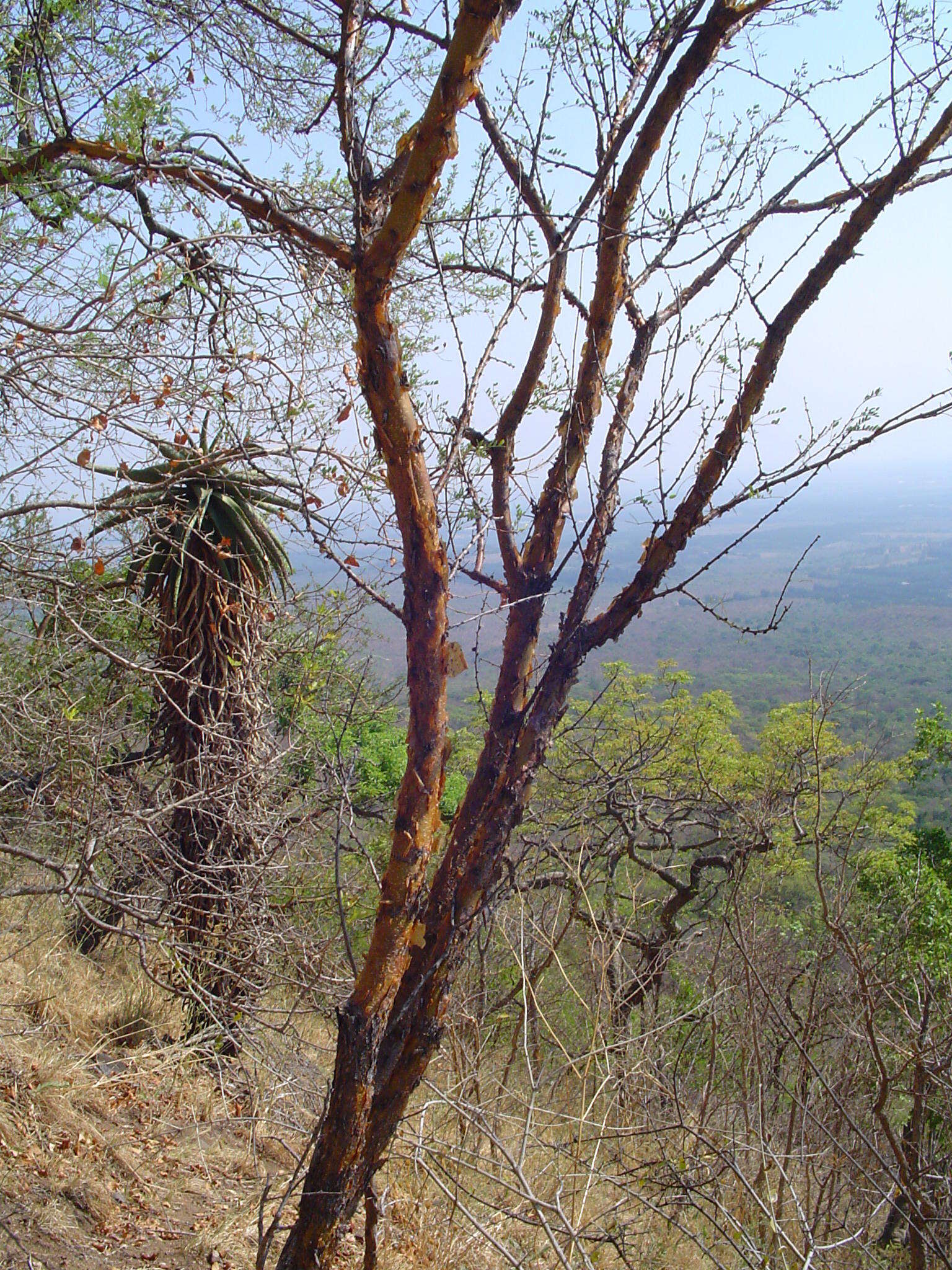 Imagem de Vachellia exuvialis (Verd.) Kyal. & Boatwr.