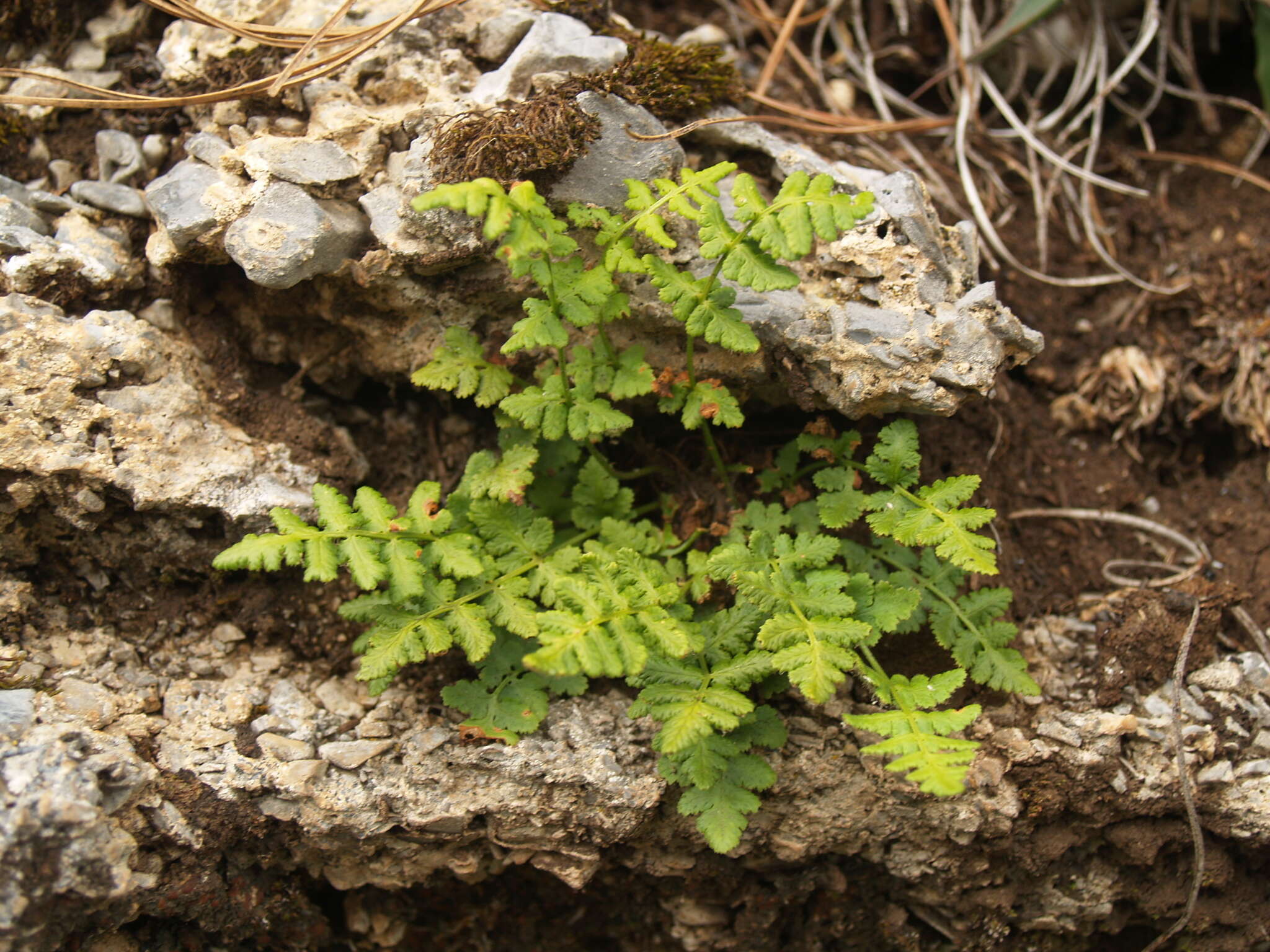 Image de Woodsia neomexicana Windham